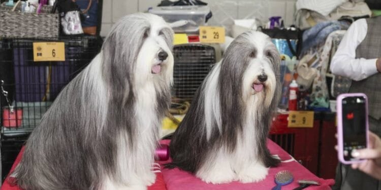 Sassy 'Wrassy': Dog show features creatures with fancy names 1 Sassy 'Wrassy': Dog show features creatures with fancy names