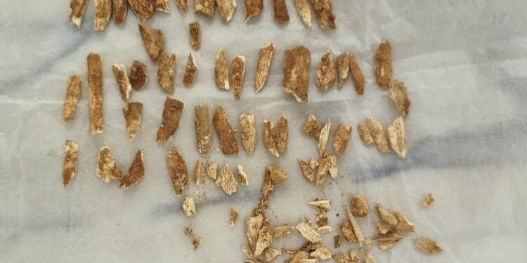 Scientists date remains of an ancient child that resembles both humans and Neanderthals