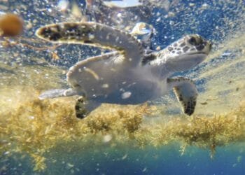 Scientists solve the mystery of sea turtles’ ‘lost years’