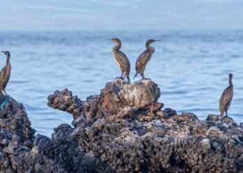 Sir Bu Nair Island Protected Area now in IUCN Green List