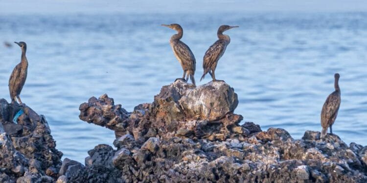 Sir Bu Nair Island Protected Area now in IUCN Green List