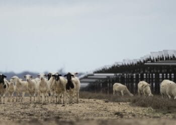 Solar farms are booming in the US and putting thousands of hungry sheep to work