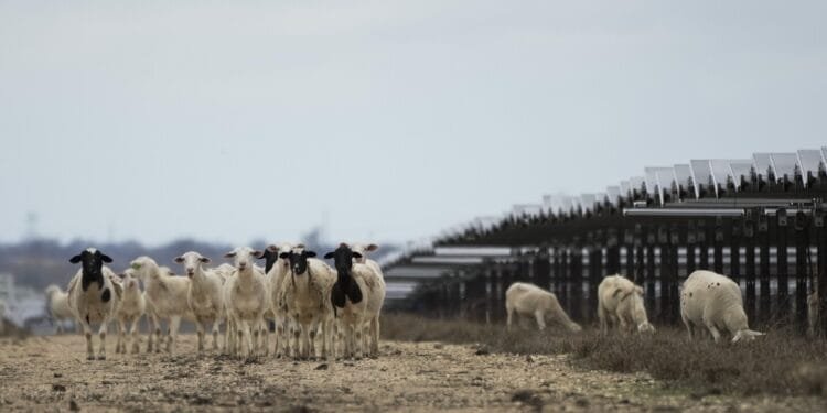 Solar farms are booming in the US and putting thousands of hungry sheep to work