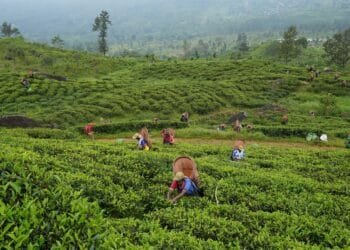 Sri Lanka travel guide: Everything to know before you go