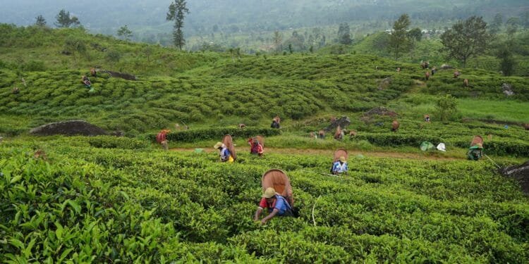 Sri Lanka travel guide: Everything to know before you go