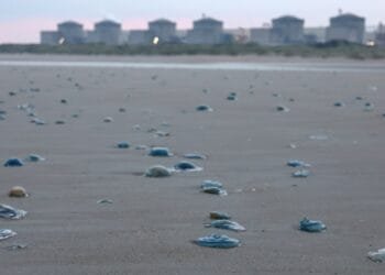 Swarm of jellyfish forces shutdown at French nuclear power plant
