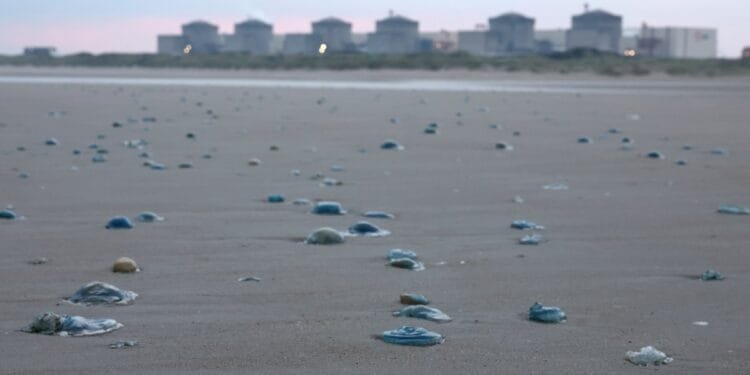 Swarm of jellyfish forces shutdown at French nuclear power plant