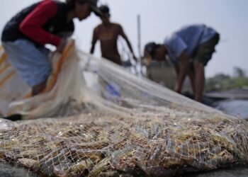 Takeaways from AP’s report on how shrimp farmers are exploited as supermarkets push for low prices