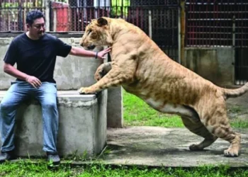 thailand s captive liger population has exploded in recent years photo afp