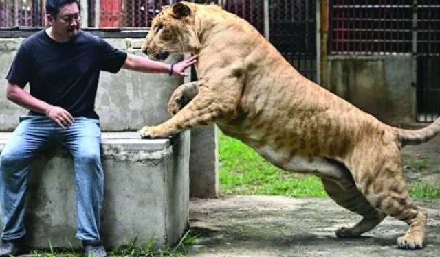 thailand s captive liger population has exploded in recent years photo afp