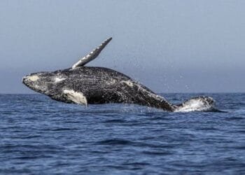 'Thought he'd swallowed me!': Humpback whale gulps kayaker in Chile, then spits him out