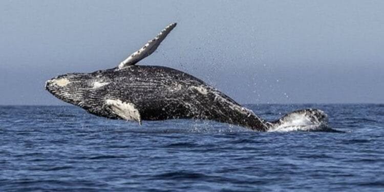 'Thought he'd swallowed me!': Humpback whale gulps kayaker in Chile, then spits him out