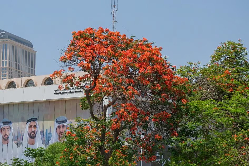 Up to 5ºC cooler: Dubai's flame trees reduce ground temperatures, says top official 2 Up to 5ºC cooler: Dubai's flame trees reduce ground temperatures, says top official