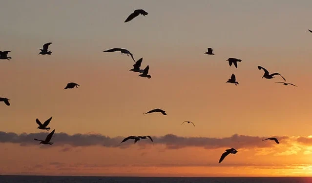 Urbanisation is a 'bird-en' that Karachi can not sustain much longer 1 tribune