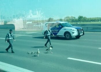 VIDEO: Abu Dhabi Police officers rescue a duck family from busy traffic