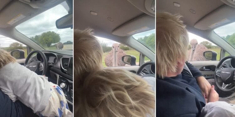 VIDEO: Ostrich bites Boris Johnson during his visit to Texas Wildlife Park 1 VIDEO: Ostrich bites Boris Johnson during his visit to Texas Wildlife Park