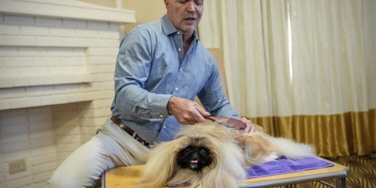 What makes a dog a winner? A Westminster Kennel Club judge explains