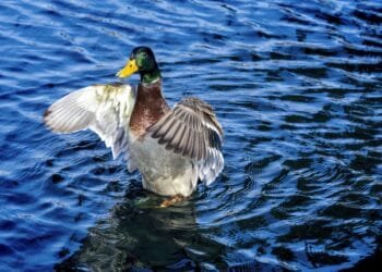 What to know about the bird flu outbreak in wild birds and what it means for backyard bird feeders