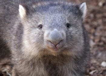 Wombats are cute, furry marsupials — that shouldn’t be picked up