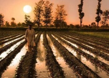 Pakistan Turning Farmlands into Digital Powerhouses